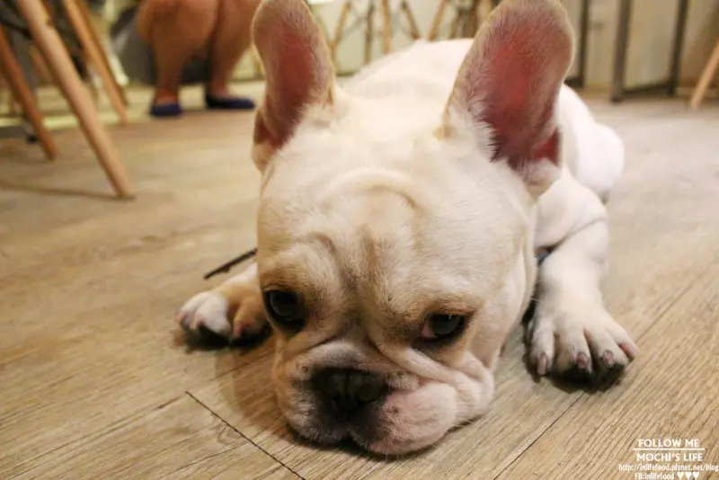 國父紀念館美食▌超可愛法鬥陪你吃飯!「胖東西廚房 CoolZi」：超推薦朋友聚會/老闆人很好/店員很熱情/餐點選擇多(捷運國父紀念館站、漢堡、義大利麵)