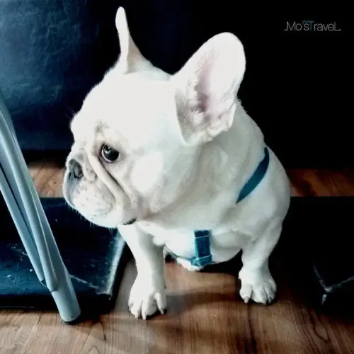 【帥狗帶路x科技大樓】可愛法鬥坐鎮的精緻美式餐廳 - 胖東西廚房