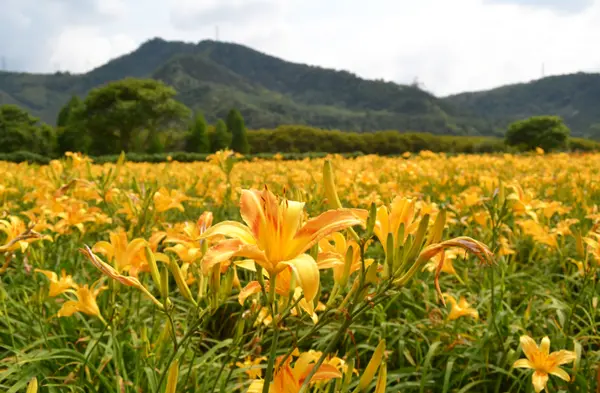 【脊梁山脈旅遊年】金針花海網美最愛！地底70米會動的日潭 頭社活盆地-台灣農夫