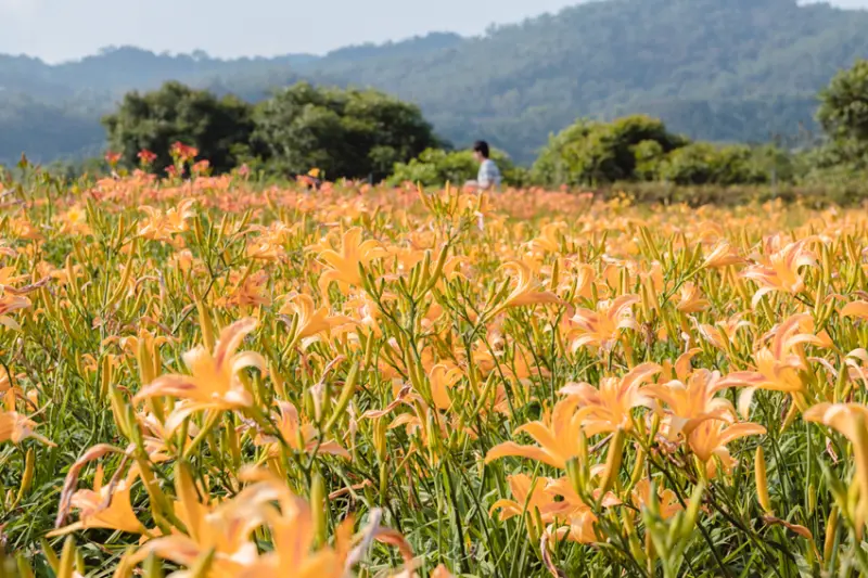 日月潭金針花園區/ WalkerLand窩客島整理提供 未經許可不可轉載