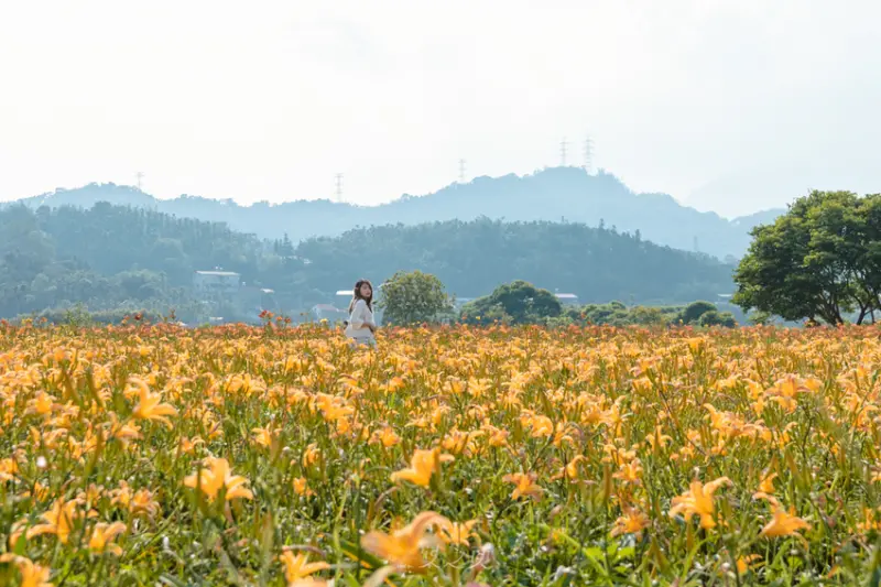 日月潭金針花園區/ WalkerLand窩客島整理提供 未經許可不可轉載