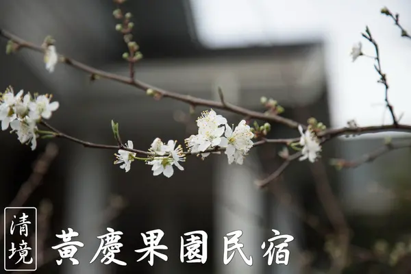 [南投-清境]渡假推薦 庭園民宿小木屋 黃慶果園民宿