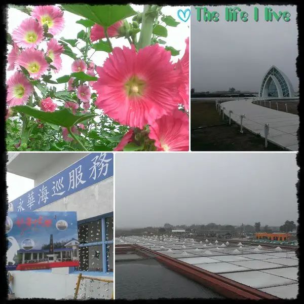 {遊記}{台南}學甲．蜀葵花田、北門．水晶教堂、井仔腳瓦盤鹽田