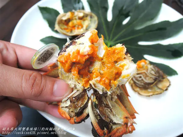 【苗栗】副主席大閘蟹養殖場—秋意濃，蟹黃蟹膏也正濃！