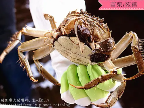 [苗栗副主席養殖場]~掛了身分證的本土大閘蟹,新鮮衛生,產地直送,品質有保證!