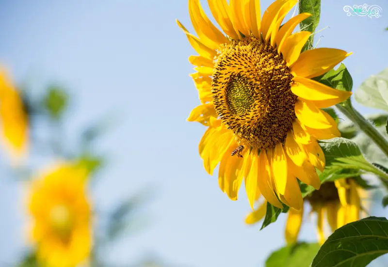 大園『溪海花卉園區』～向日葵～波斯菊