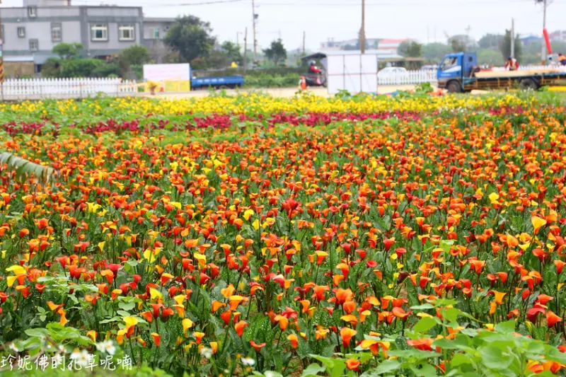 【桃園-大園區】2020溪海休閒農業園區彩色海芋花海