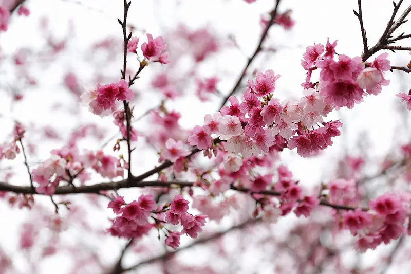 20170205 淡水天元宮後山三色櫻近滿開！吉野櫻綻放等三月中旬