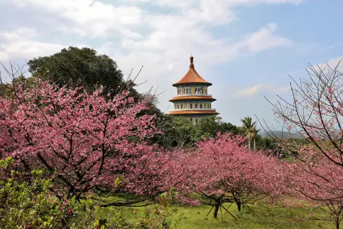 【台北旅遊】淡水天元宮 2017三色櫻花盛開-台北一日小旅行．賞櫻好去處