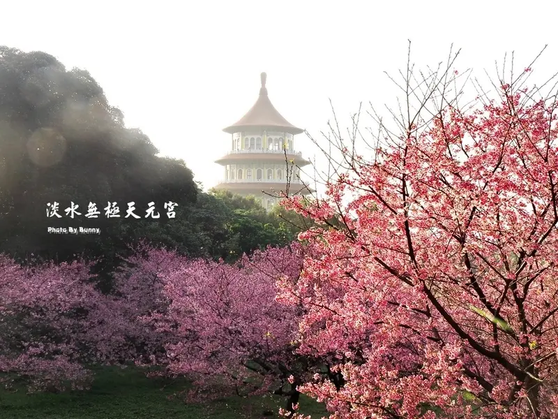 【新北】2019 淡水無極天元宮 櫻花稼期 追櫻趣 / 賞櫻景點 / IG打卡熱點