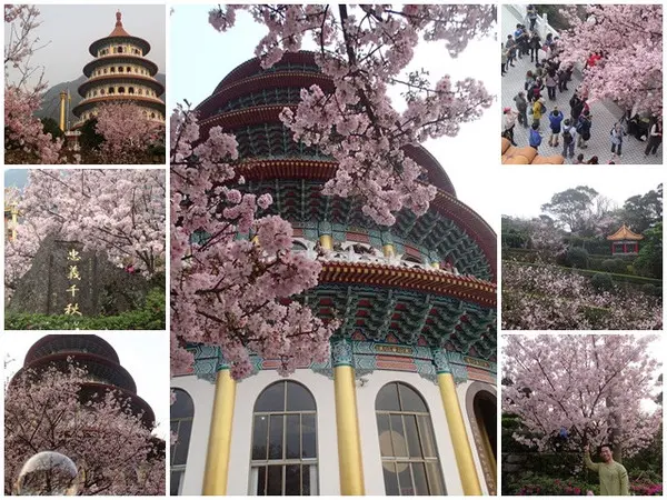 淡水 天元宮～賞爆炸吉野櫻        
      