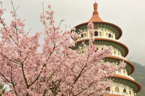 淡水天元宮~~感受被吉野櫻包圍的幸福，粉嫩炸開的花瓣令人驚豔