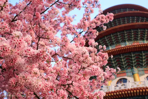 【新北淡水_天元宮櫻花】2015淡水天元宮櫻花 ♥ 2015/03/19 櫻花花況，櫻花大爆發滿開中，台北必訪賞櫻勝地，淡水人旅遊景點，粉紅吉野櫻綻放中！ 附上官方交通資訊與接駁車資訊 ♥