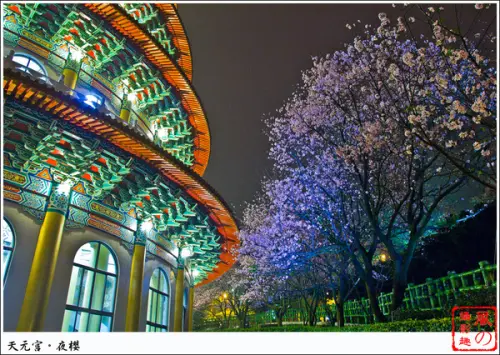 [賞花]【淡水線淡水站】2013。淡水天元宮夜櫻