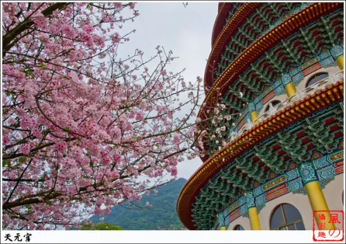 [賞花]【淡水線淡水站】2013。淡水天元宮賞櫻