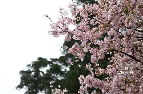 天元宮賞櫻記～細雨紛紛櫻花落（台灣，新北市-淡水）