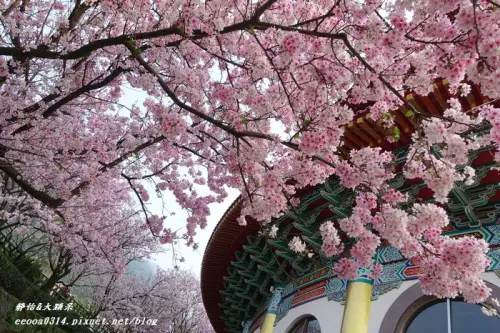 【2015天元宮櫻花】櫻花都開好囉 趕快來賞爆炸美的吉野櫻♥搭乘接駁車好方便(03/19花況)