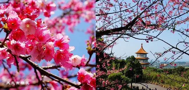 2020櫻花季∣台北賞櫻花景點 ▶ 2020天元宮櫻花最新花況、交通管制資訊 ▶ 天元宮櫻花情報 台北賞櫻一日遊 順遊楓樹湖賞木蓮花!