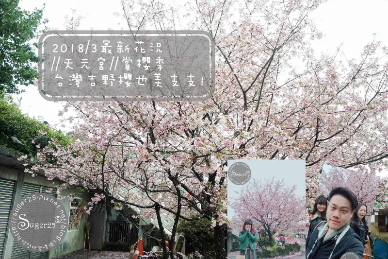 [旅遊]2018/3最新花況*免費景點*//淡水無極天元宮//賞櫻季，台灣吉野櫻也美支支好好拍!--新北市淡水區