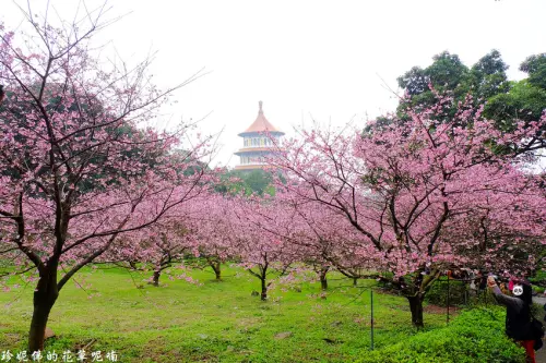 【新北-淡水區】2019淡水天元宮後山三色櫻滿開