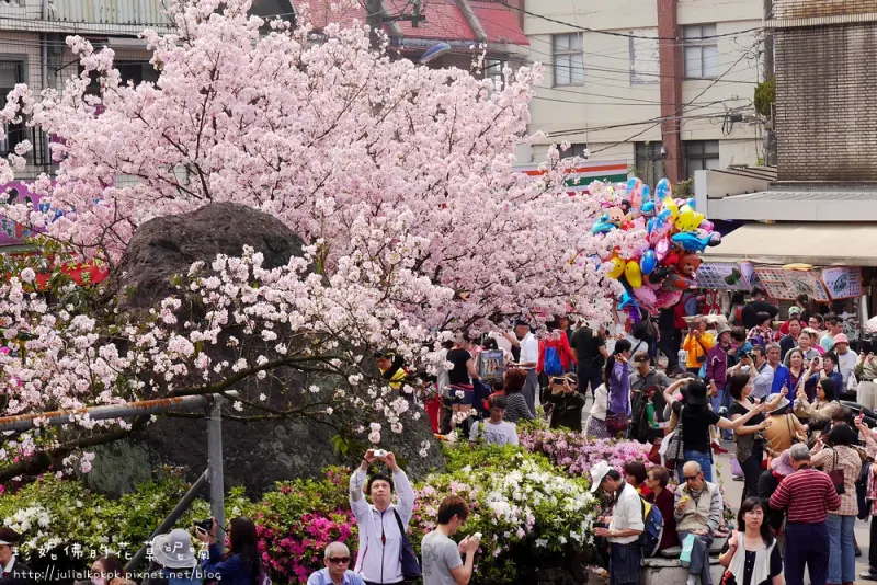 【新北-淡水區】2015天元宮賞吉野櫻（現正爆開中）
