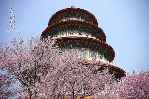 ▶【新北-花季】淡水-無極天元宮。☞迷戀。吉野櫻 