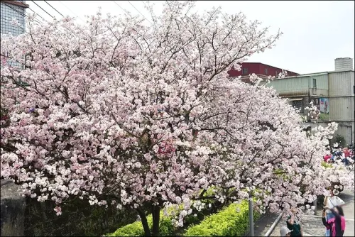 《魔鬼甄花瘋遊台灣》北部賞櫻大拜拜景點~淡水天元宮櫻花季+紫藤花季夢幻流曝(2017/4/10花況更新)