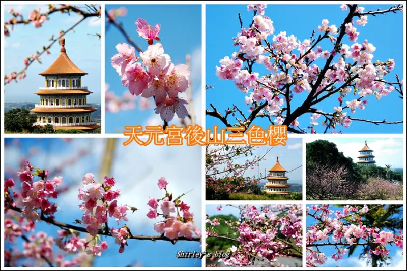 2016淡水天元宮後山三色櫻熱情綻放中