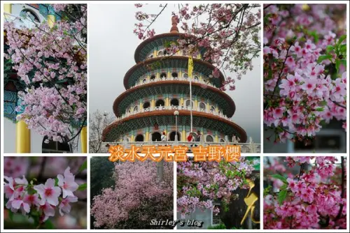 2016淡水.天元宮吉野櫻