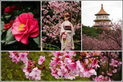 淡水．天元宮後山三色櫻已盛開(107/01/21花況)