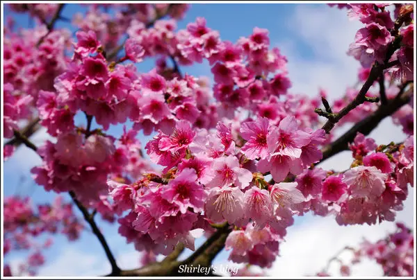 2017淡水天元宮後山三色櫻已盛開