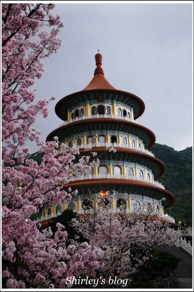 新北淡水．2017年天元宮吉野櫻盛開