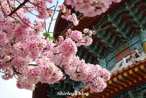 2015淡水‧天元宮吉野櫻              