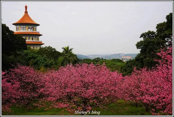 2019年淡水天元宮後山三色櫻