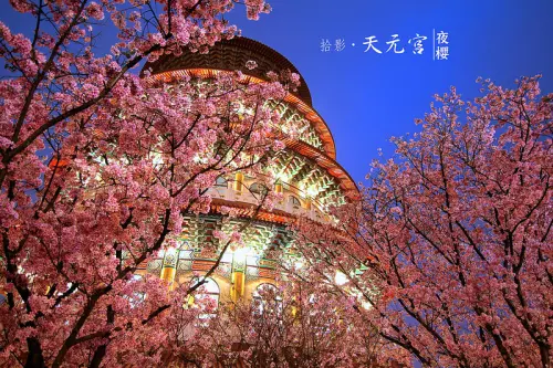 [拾影-國內-新北]淡水天元宮-這一夜我們一起看櫻花。天元宮吉野櫻滿開，賞花時間：3/20