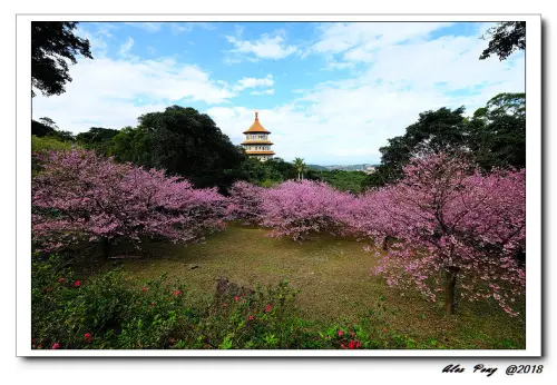 新北市-淡水區-淡水無極天元宮 三色櫻