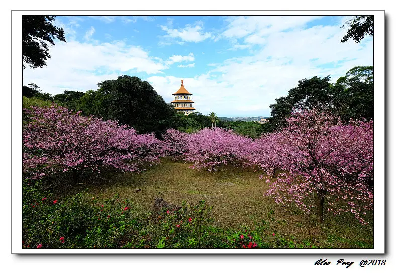 新北市-淡水區-淡水無極天元宮 三色櫻