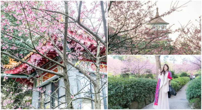 2020賞櫻 淡水天元宮 三色櫻 吉野櫻 大眾交通、停車資訊(2020/02/01)