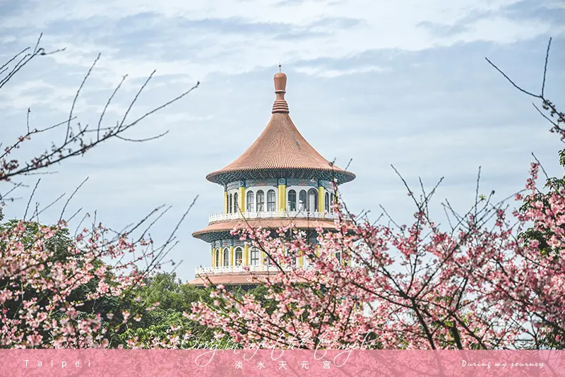 《台北淡水》淡水天元宮 將天壇染上日本氣息的粉色櫻花林、2020初春櫻花季｜1.22花況