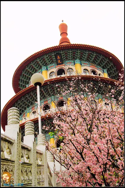 《遊記—新北淡水》天元宮賞櫻去(3/28花況)