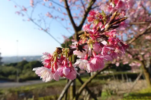 (胖樺遊記) 賞櫻必來「淡水無極天元宮」。浪漫花海繽紛燦爛美不盛收              