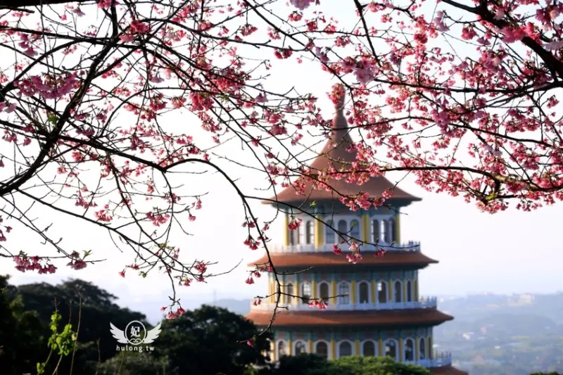 【淡水天元宮櫻花2020】最新花況、交通，淡水天元宮賞櫻專車，台北櫻花景點推薦! - 珍太妃旅遊親子生活