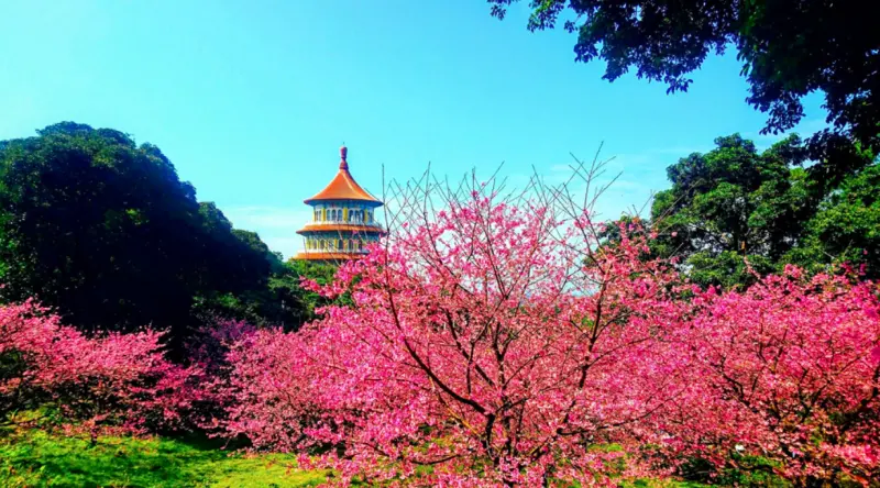 淡水天元宮三色櫻花盛開，美翻了：花開九成，沒有綠枝枒的櫻花林（2019農曆春節走春好去處）