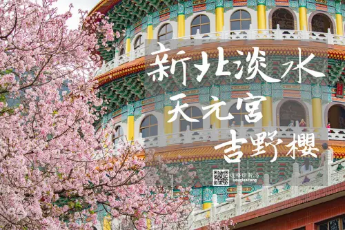【遊記│新北淡水】天元宮/吉野櫻盛開了~(2019.4.13最新花況)