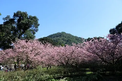 2022淡水櫻花季｜淡水天元宮櫻花｜新北市櫻花稼期｜夜賞三色櫻，展期：2022/01/25~2022/02/06，夜間點燈16PM~20PM｜2021淡水天元宮櫻花｜2020淡水天元宮櫻花～
