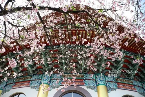 2020淡水無極天元宮，櫻花～