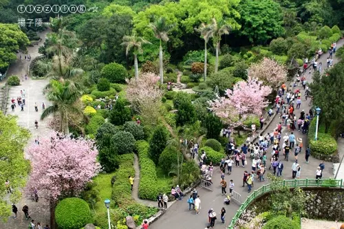 2017淡水。天元宮滿滿櫻花大爆發～