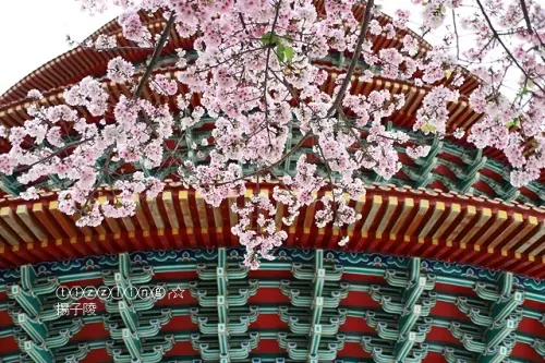 2019淡水。天元宮吉野櫻粉紅爆發，04/13目前花況狀態～