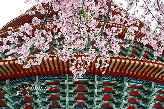 2019淡水。天元宮吉野櫻粉紅爆發，04/13目前花況狀態～