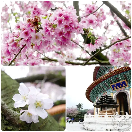 新北市景點【2017淡水無極天元宮】令人為之傾倒的粉紅櫻花大綻放!!吉野櫻、三色櫻、山櫻花，所有美景；盡收眼底~